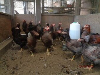 Sliepky wyandotky zlatej lemovanej