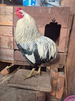 Araucana striebrokrka- kohút
