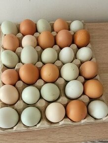 Domáce čerstvé vajíčka