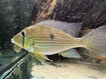 Geophagus taeniopareius Wild