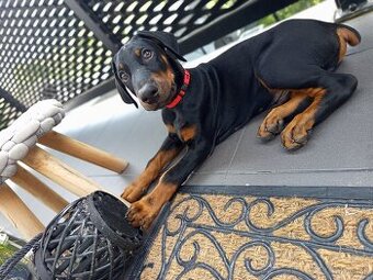 Doberman šteniatka