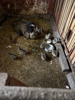 Emu hnedý (pštros)