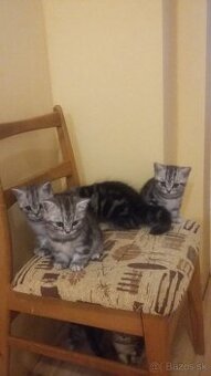 Whiskas mačiatka