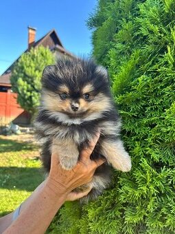 Pomeranian s PP,Chovatelská stanica Nucháčik poms