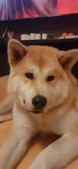 Akita inu - 1