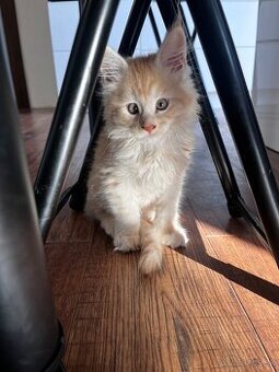 maciatko Fenix s PP/maine coon