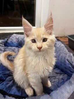 maciatko Fenix s PP/maine coon