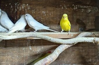 Andulky lutino a albino