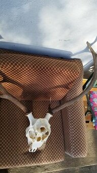 Predám trofej jeleňa, parožie zhody trofeje.