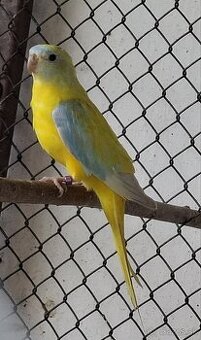 Neoféma tyrkysová žltobruchý opalín