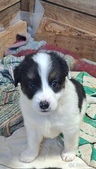 Darujem bordel koliu