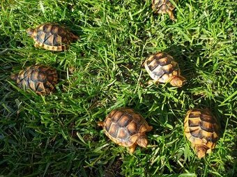 🐢🐢posledne suchozemske korytnacky