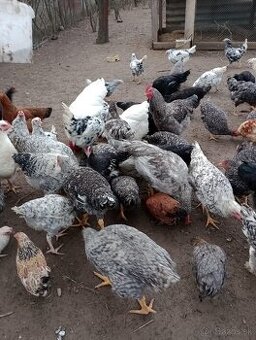 Ponúkam na predaj kohútov