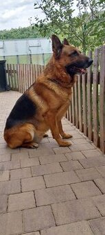 Nemecký ovčiak s PP