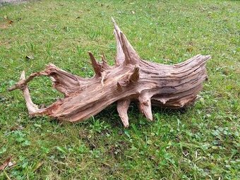 predam koren/samorast do akvaria - 1