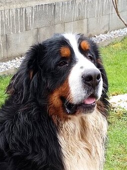 Ponúkam na krytie Bernský salašnícky pes