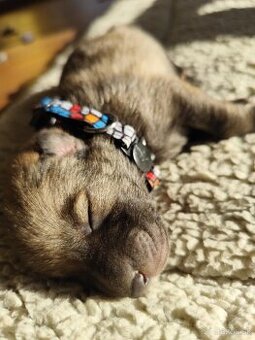 Československý vlčiak s PP