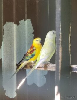 Predám chovný pár papagáj spevavý - rubín