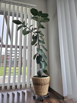 Ficus Elastica Robusta
