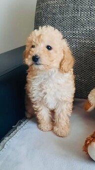 Predám mini toy pudle – šteniatka