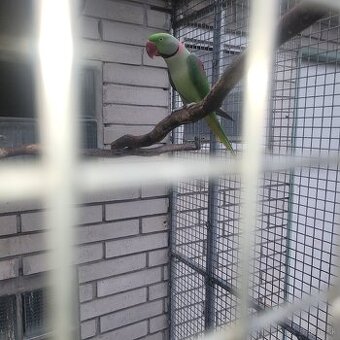 Predám Alexander Veľký