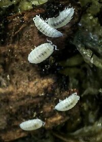 Trichorhina tomentosa dwarf white isopody