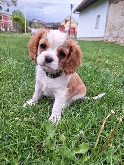 Cavalier king charles spaniel