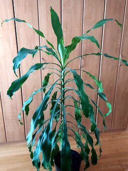 DRACENA