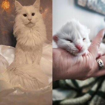 ❤️❤️❤️Maine coon mačiatka mainska myvala mačka ❤️❤️❤️