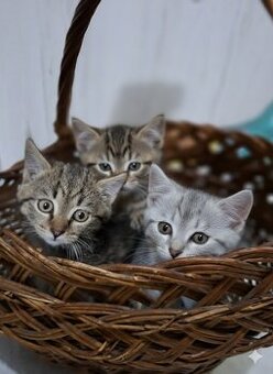 Darujem krásne mačiatka