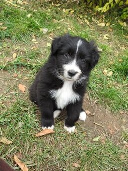 Predám šteniatka - bordercollie