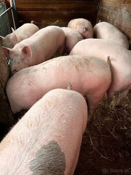 Jatočné ošípané