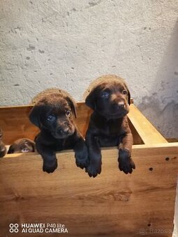 Čokoládový labradori