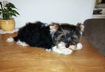 Yorkshirsky terier, biewer ,