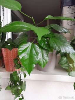 Mladé čínske ruže červené