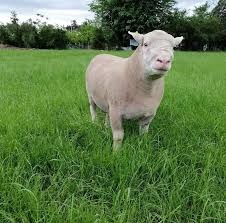 Baran ille de france