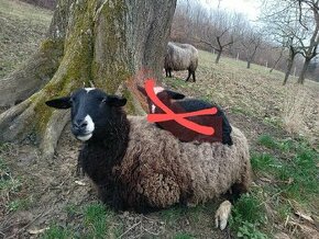 Zwartbles ovca