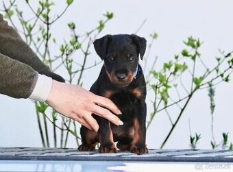 Jagdterrier, jagdterier, teriér