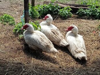 Kacky/kacer na predaj