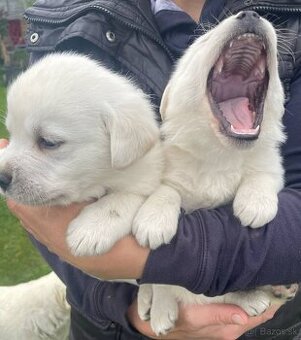 Labrador