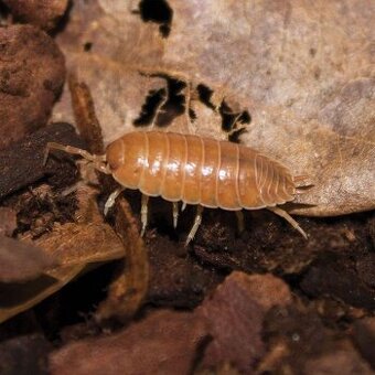 Isopody Porcellio laevis orange.