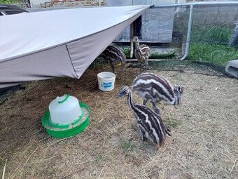 Emu hnedy