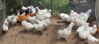 Ayam cemani, Brahmanka, Hodvábnička