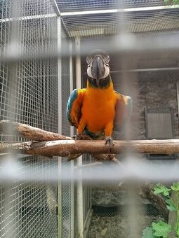 Ara ararauna