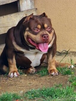AMERICAN BULLY