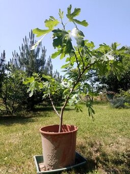 Predám figovník cca 60 cm - 1