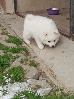 Kúpim fenku bieleho nem.špica