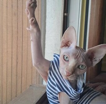 Sphynx na krytie