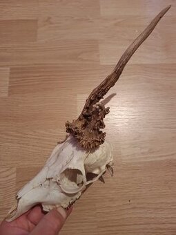 Trofej trofeje parohy parožie zhody,,,,,