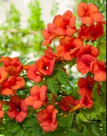 trubkovec cerveny - tahava rastlina